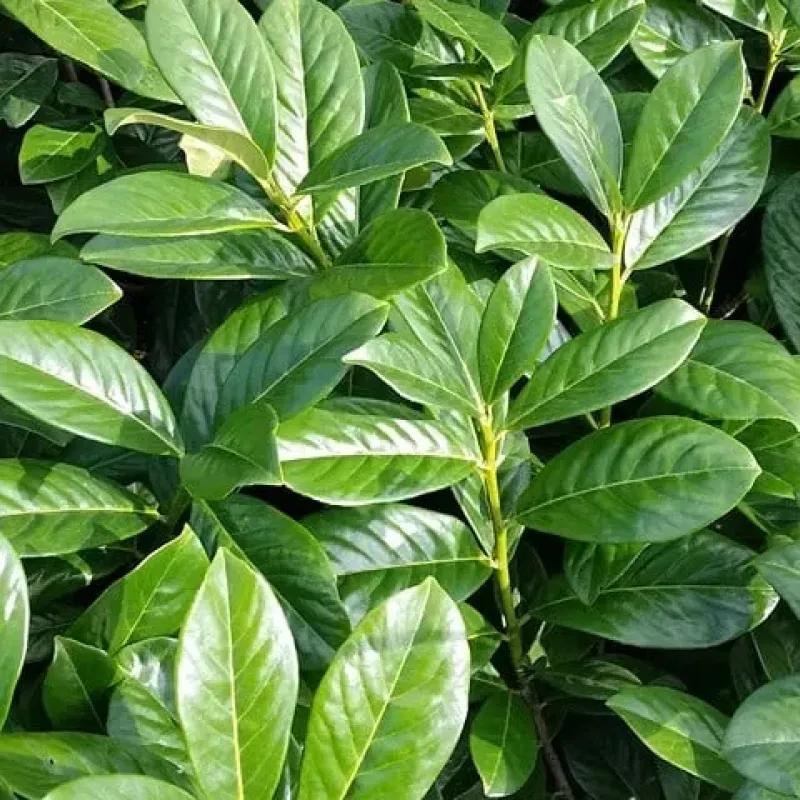 Arbust decorativ-Prunus Laurocerasus Novita clt 10 100/125 Arbust decorativ-Prunus Laurocerasus Novita clt 10 100/125