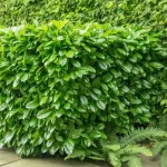 Arbust decorativ-Prunus Laurocerasus Novita clt 10 100/125 Arbust decorativ-Prunus Laurocerasus Novita clt 10 100/125