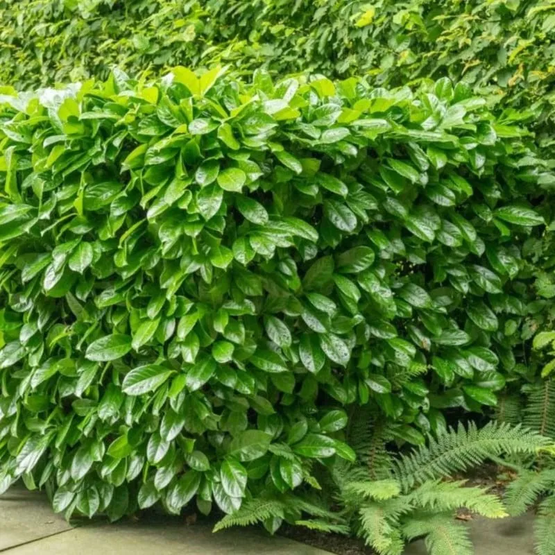 Arbust decorativ-Prunus Laurocerasus Novita clt 10 100/125 Arbust decorativ-Prunus Laurocerasus Novita clt 10 100/125