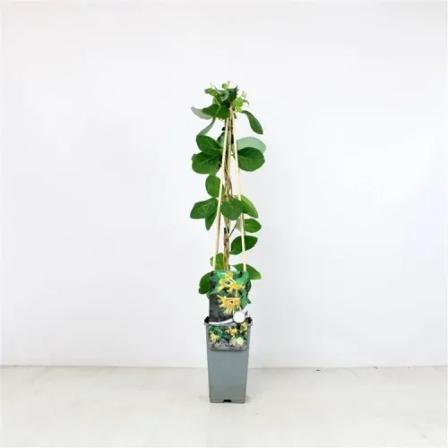 Iedera-Lonicera Tellmanniana 100-120 cm