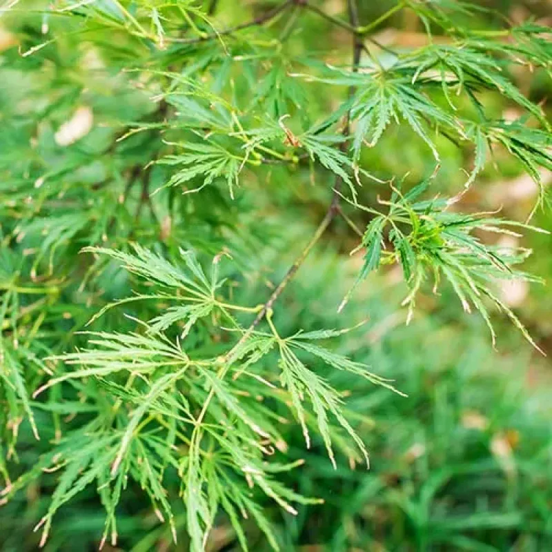 Acer palmatum 'Emerald Lace' 30-40 cm Acer palmatum 'Emerald Lace' 30-40 cm