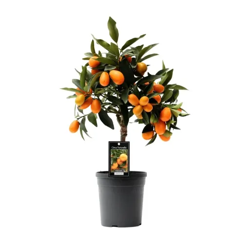 Citrus Kumquat cu fructe comestibile 60cm