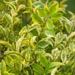 Lemn cainesc-Ligustrum ovalifolium Aureum
