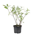 Buddleja davidii 'Ile de France' , 50/70 cm Buddleja davidii 'Ile de France' , 50/70 cm