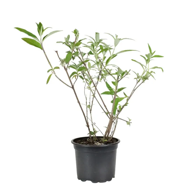 Buddleja davidii , 40/60 cm