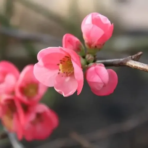 Chaenomeles x superba 'Pink Lady' , 50/60 cm Chaenomeles x superba 'Pink Lady' , 50/60 cm