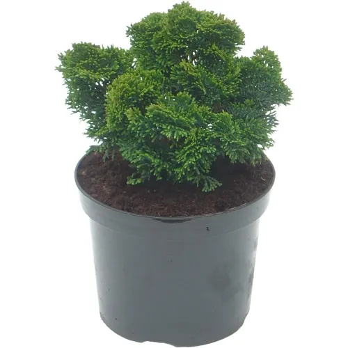 Chamaecyparis obtusa 'Nana Gracilis' , 10/20 cm