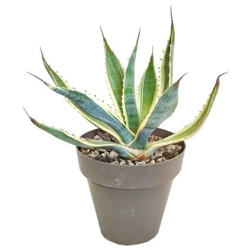 Agave Americana 40/60