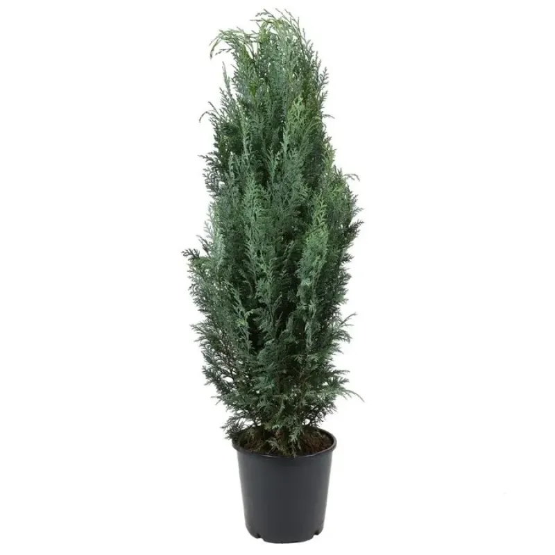 Chamaecyparis lawsoniana 'Columnaris' , 30/40 cm