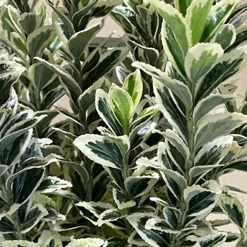 Euonymus japonicus "Bravo" bila , 40/50 cm