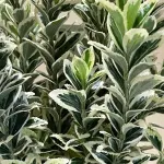 Euonymus japonicus "Bravo" , 40/60 cm