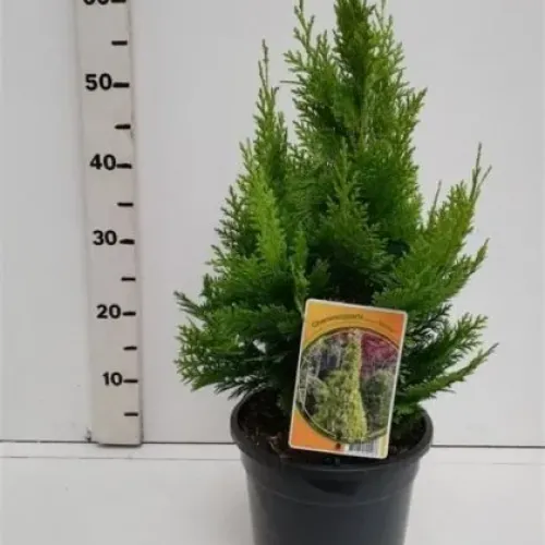 Chamaecyparis Iawsoniana Ivonne 60 CM Chamaecyparis Iawsoniana Ivonne 60 CM