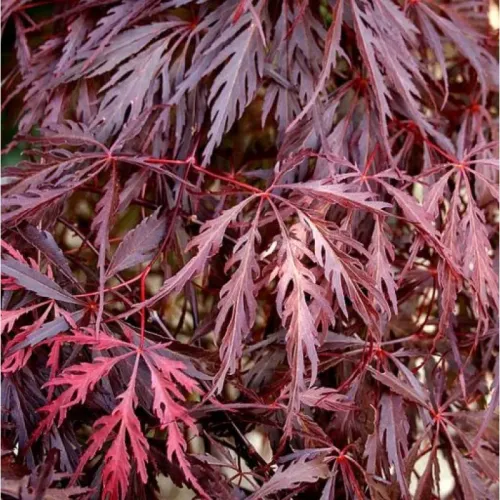 Acer dissectum Garnet 100+ cm Acer dissectum Garnet 100+ cm