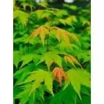 Acer palmatum 30-40 cm Acer palmatum 30-40 cm