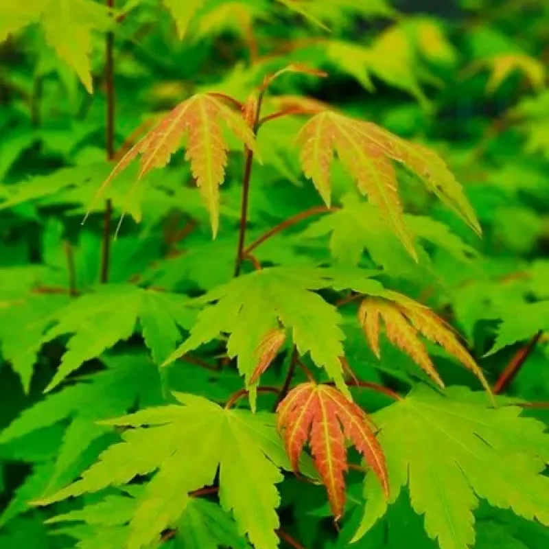 Acer palmatum 30-40 cm Acer palmatum 30-40 cm