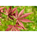 Arțar japonez , Acer palmatum 'Atropurpureum' , H30-40 cm , ghiveci 3lt Arțar japonez , Acer palmatum 'Atropurpureum' , H30-40 cm , ghiveci 3lt