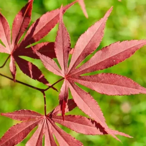 Arțar japonez , Acer palmatum 'Atropurpureum' , H30-40 cm , ghiveci 3lt Arțar japonez , Acer palmatum 'Atropurpureum' , H30-40 cm , ghiveci 3lt
