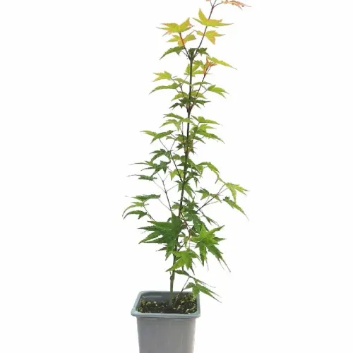 Acer palmatum 30-40 cm 