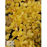 Berberis Sunny