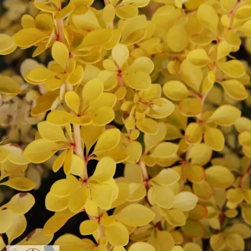 Berberis Sunny 20-40 cm Berberis Sunny 20-40 cm