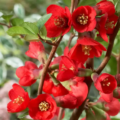 Chaenomeles x superba 'Texas Scarlet' , 50/60 cm Chaenomeles x superba 'Texas Scarlet' , 50/60 cm