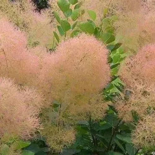 Cotinus coggygria 'Young Lady' , 40/50 cm