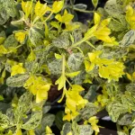 Euonymus fortunei Golden Harlequin , 20/40 cm