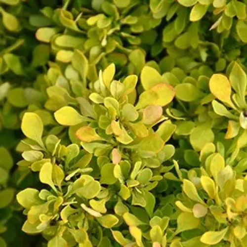 Berberis Golden 30-40 cm Berberis Golden 30-40 cm