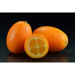 Citrus Kumquat cu fructe comestibile 60cm