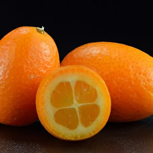 Citrus Kumquat cu fructe comestibile 60cm