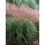 Miscanthus Ferner Osten 2.7 L