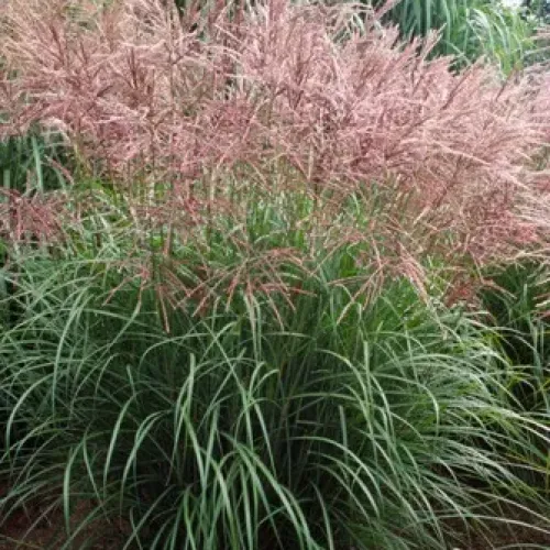 Miscanthus Ferner Osten 2.7 L 20-30 cm