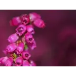 Erica gracilis Roz , 20-35 cm