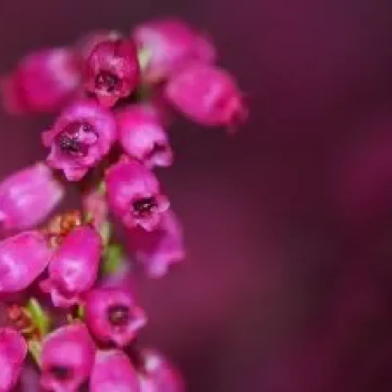 Erica gracilis Roz , 20-35 cm