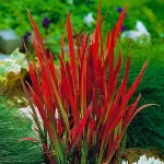 Arbust decorativ - Iarba Rosie Imperata cylindrica Red Baron 50 60cm
