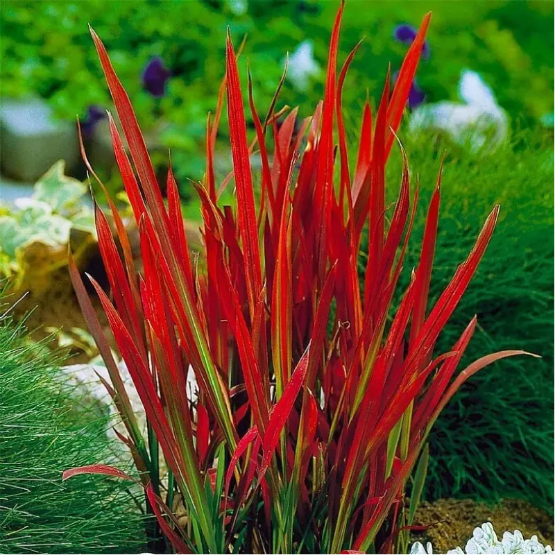 Arbust decorativ - Iarba Rosie Imperata cylindrica Red Baron 50 60cm