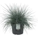 Festuca Glauca Elijah Blue
