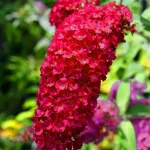 Buddleja davidii , 40/60 cm
