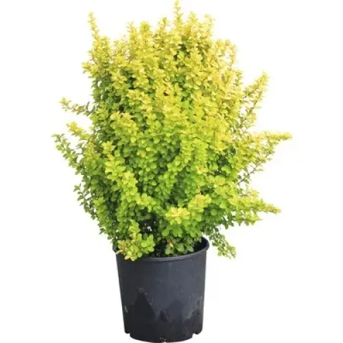 Berberis Sunny 20-40 cm
