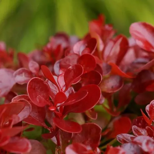 Berberis thunbergii Lutin Rouge , 20/30 cm Berberis thunbergii Lutin Rouge , 20/30 cm