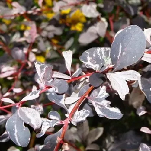 Berberis ottawensis 'Silver Miles' , 30/50 Berberis ottawensis 'Silver Miles' , 30/50