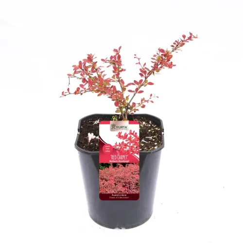 Berberis Red Carpet , 40/60 cm