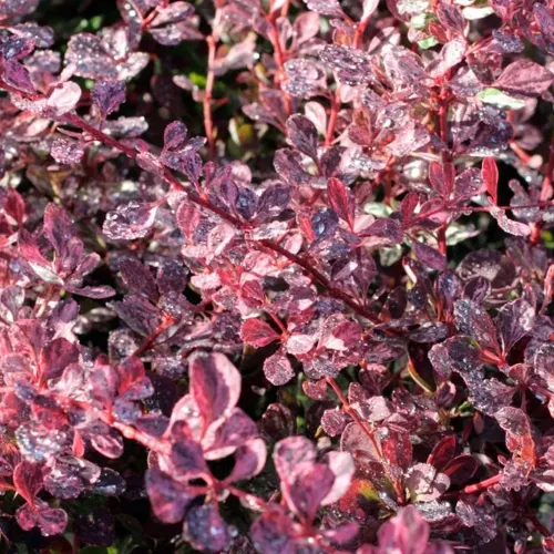 Berberis Pink Queen , 30/50 cm Berberis Pink Queen , 30/50 cm