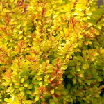 Berberis Golden Ring , 30/40 cm
