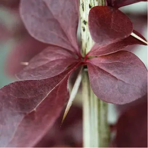 Berberis ottawensis auricoma , 40/60 cm Berberis ottawensis auricoma , 40/60 cm