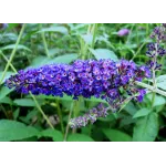 Buddleja davidii 'Empire Blue' , 40/60 cm Buddleja davidii 'Empire Blue' , 40/60 cm