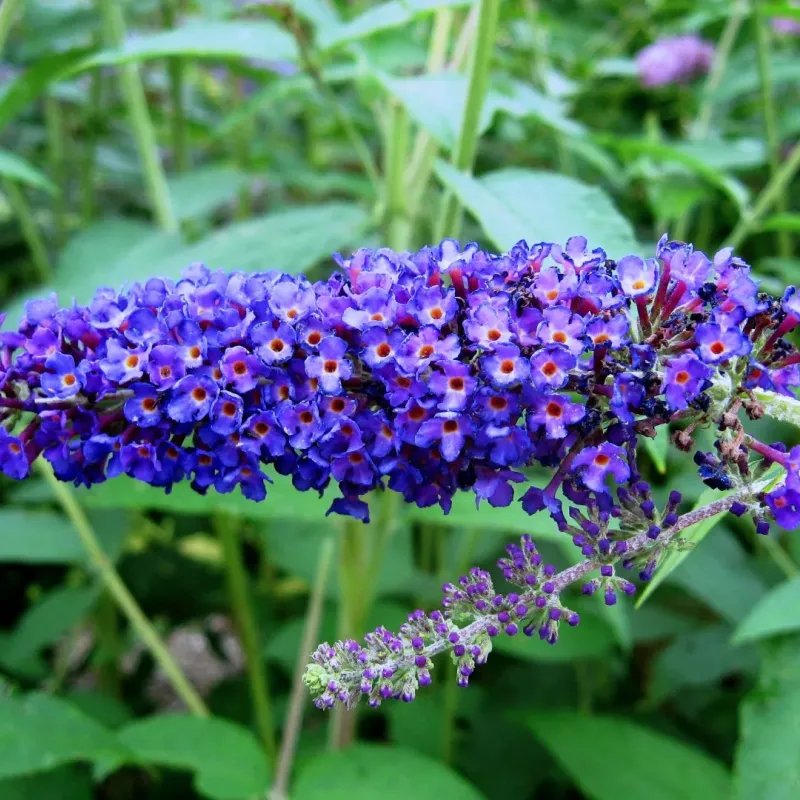 Buddleja davidii 'Empire Blue' , 40/60 cm Buddleja davidii 'Empire Blue' , 40/60 cm