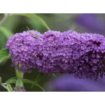 Buddleja davidii 'Ile de France' , 50/70 cm Buddleja davidii 'Ile de France' , 50/70 cm