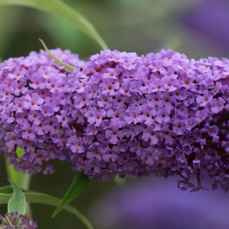 Buddleja davidii 'Ile de France' , 50/70 cm Buddleja davidii 'Ile de France' , 50/70 cm