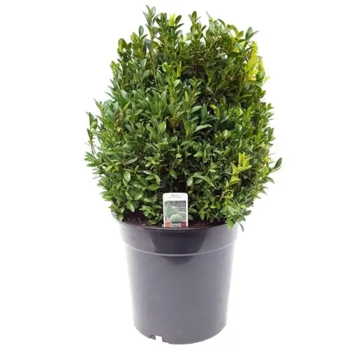 Buxus sempervirens , 30/40 cm